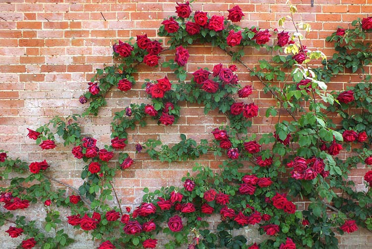 گل رز رونده روی دیوار