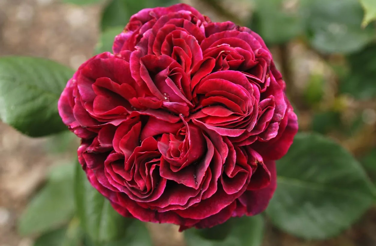 گل رز مناسب برای باغچه