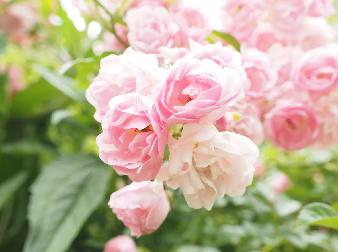 گل رز مناسب برای باغچه