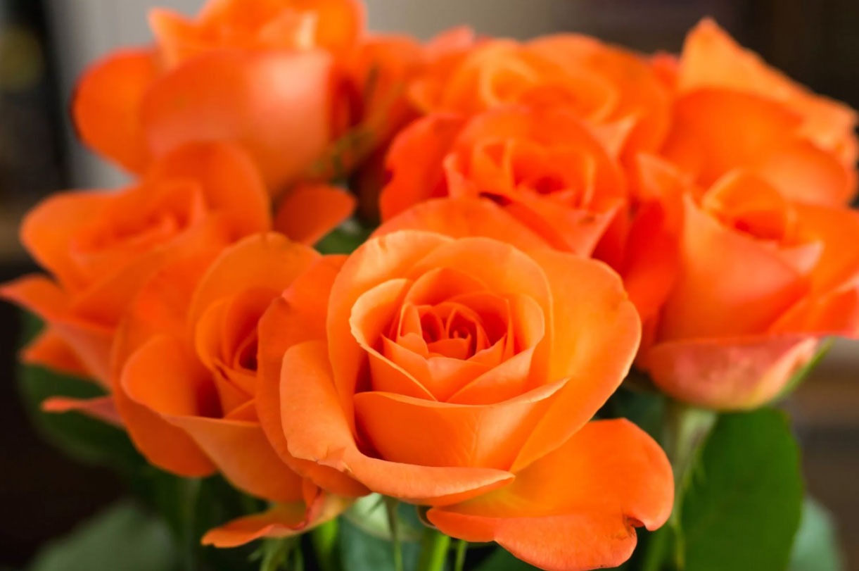گل رز مناسب برای باغچه
