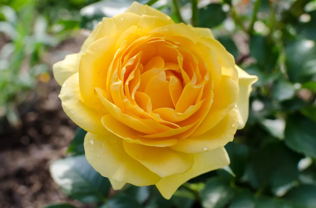 گل رز مناسب برای باغچه