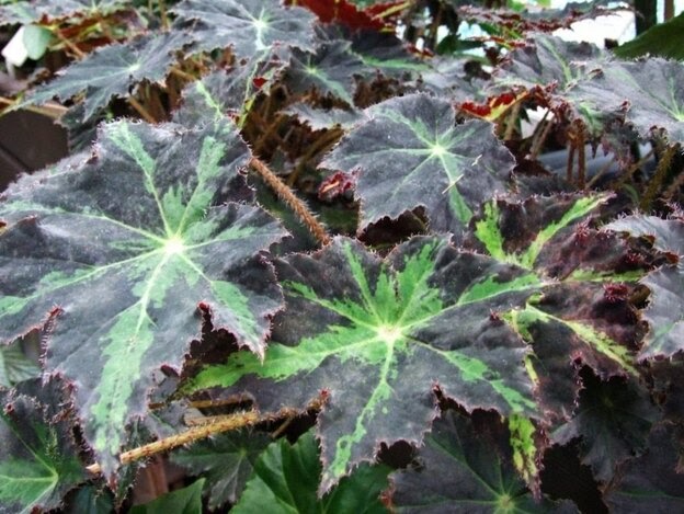 بگونیا ستاره ای (begonia heraleifolia) و سفید بگونیا (begonia albopicta)