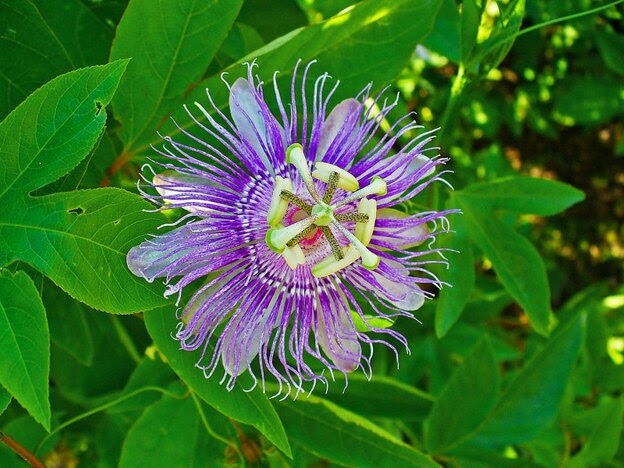 گل ساعتی (passiflora)