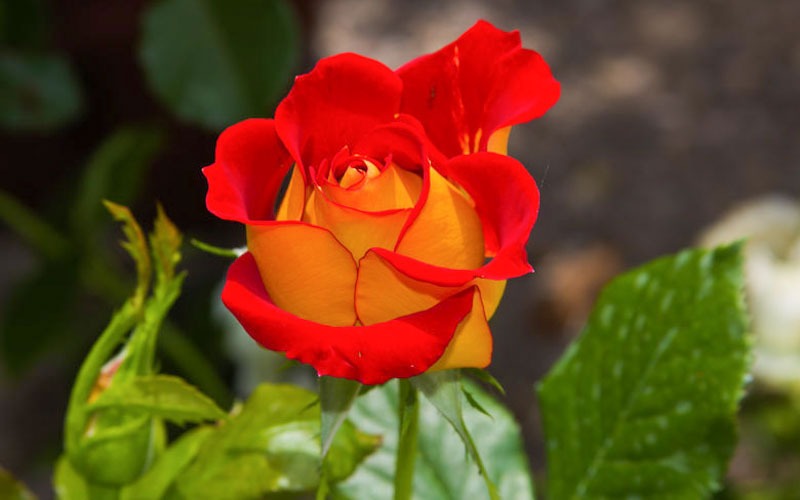 گل رز فلوریبوندا (Floribunda Roses)
