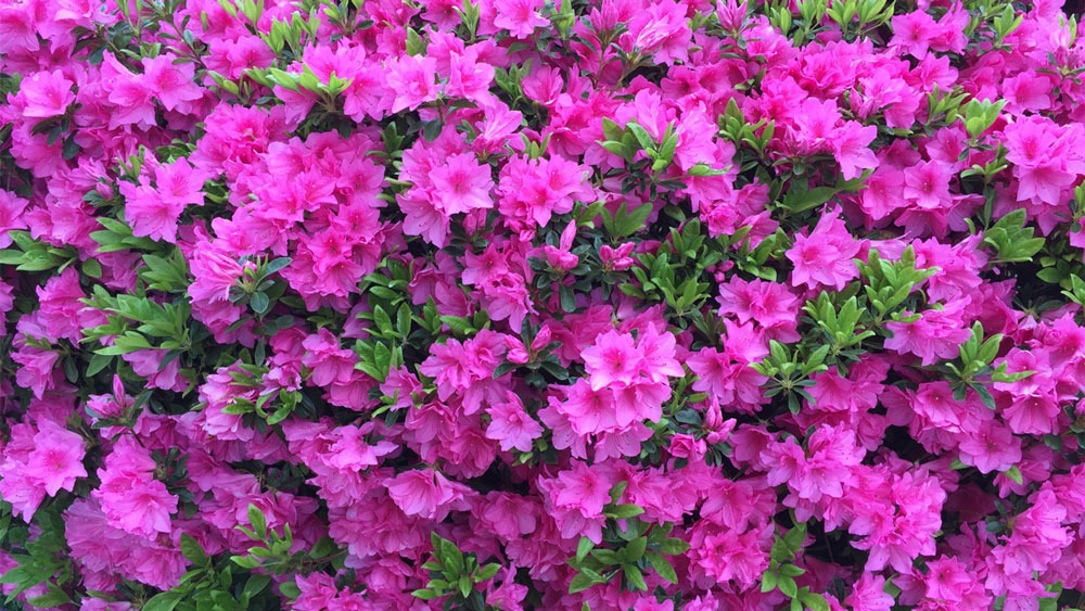گل Azalea یا آزالیا