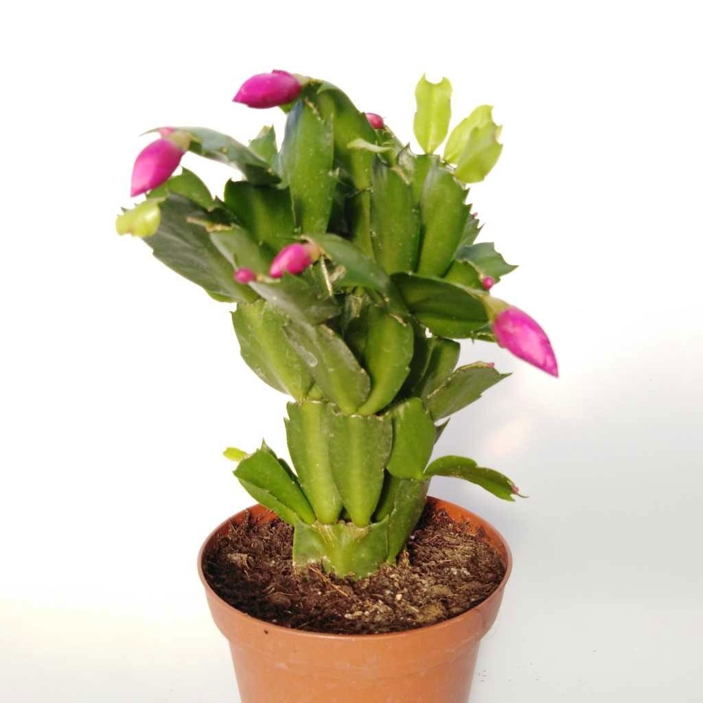 کاکتوس Schlumbergera
