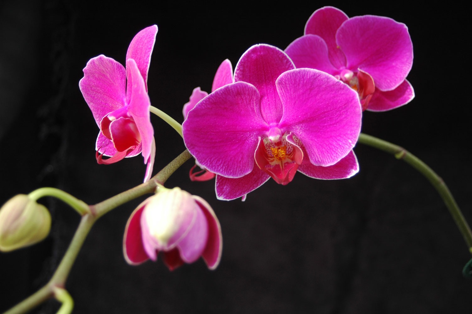 گل  فالانوپسیس  Phalaenopsis 