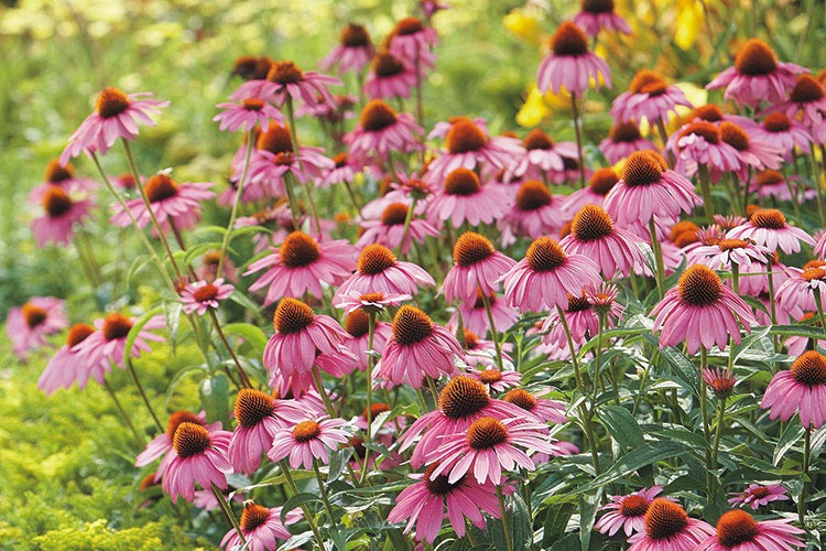 زمان کاشت گل کلم Cone flowers