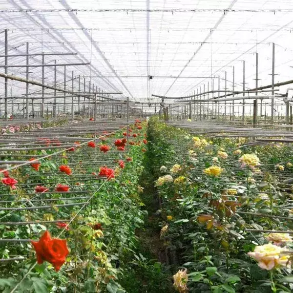 نکاتی در مورد گل رز هلندی