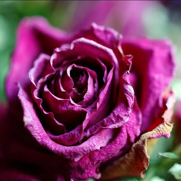 چگونه گل های طبیعی را خشک کنیم
