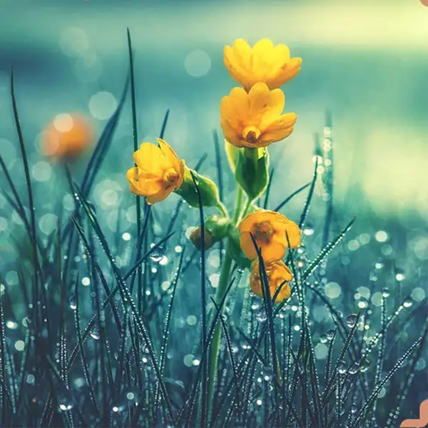 تعبیر خواب گل