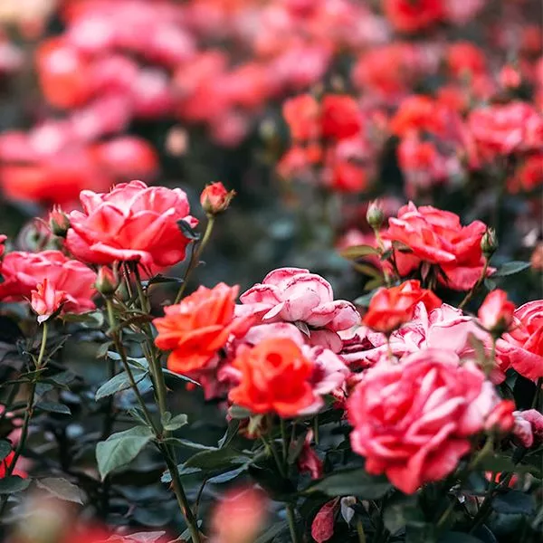گل رز مناسب برای باغچه