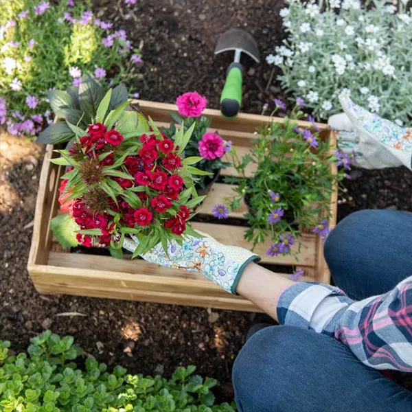 گل مناسب برای خانه
