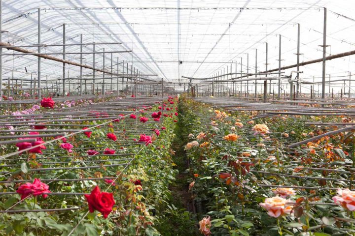 نکاتی در مورد گل رز هلندی
