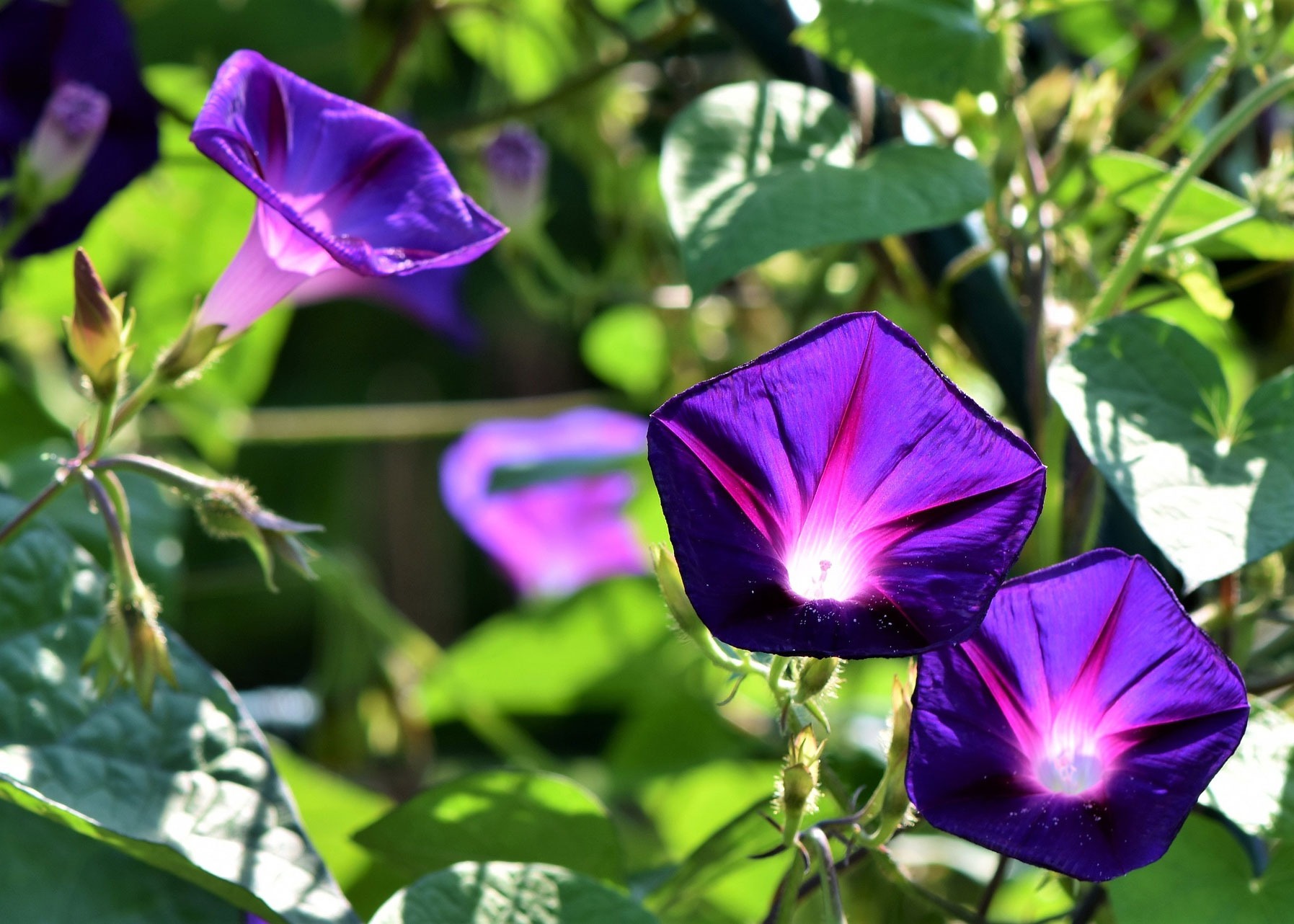 زمان کاشت گل نیلوفر Morning glories
