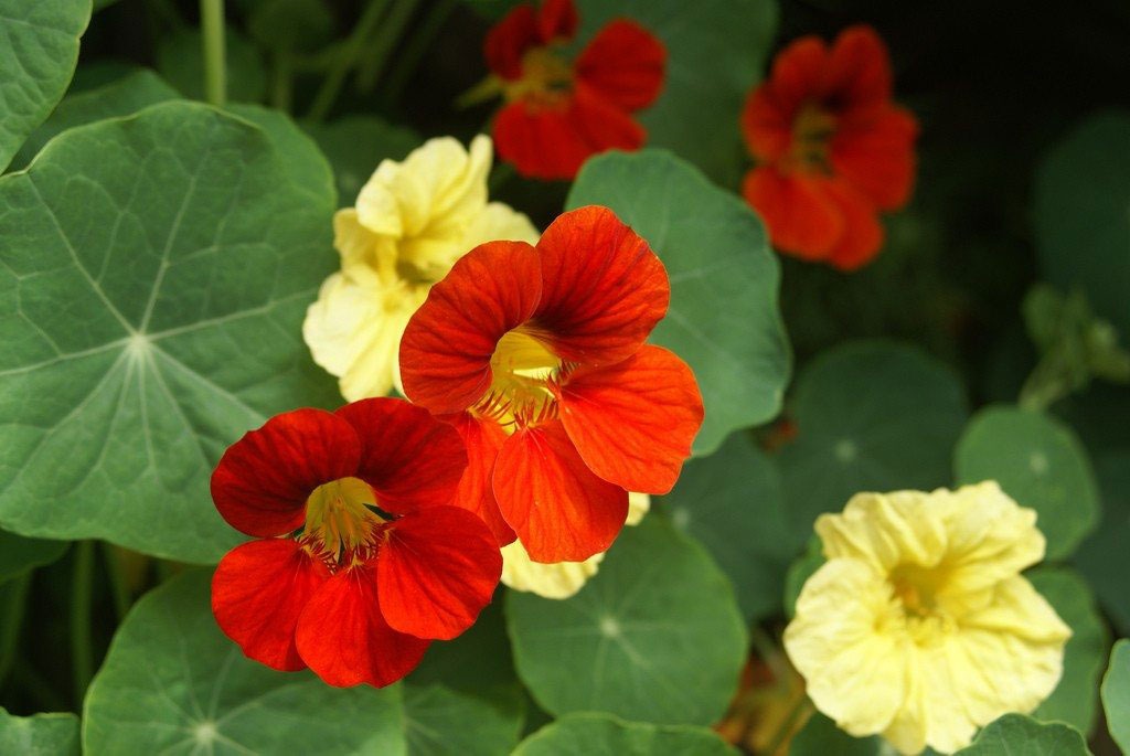 گل لادن Nasturtium