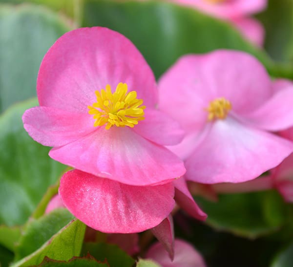 کاشت گل بگونیا به انگلیسی begonias