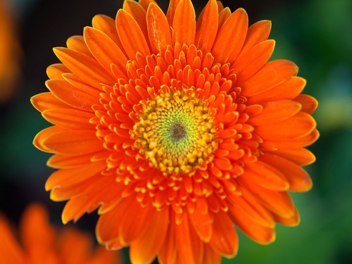 تعبیر خواب گل نارنجی