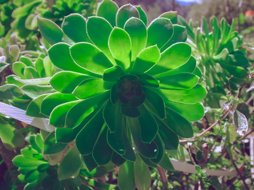تعبیر خواب گل سبز