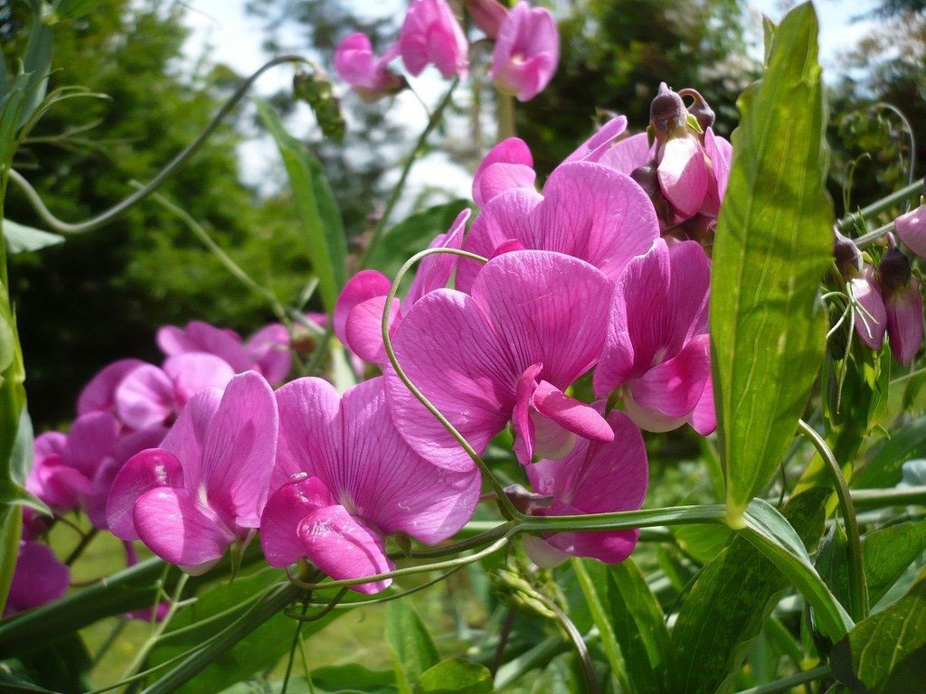گل Sweet peas یا گل نخود فرنگی