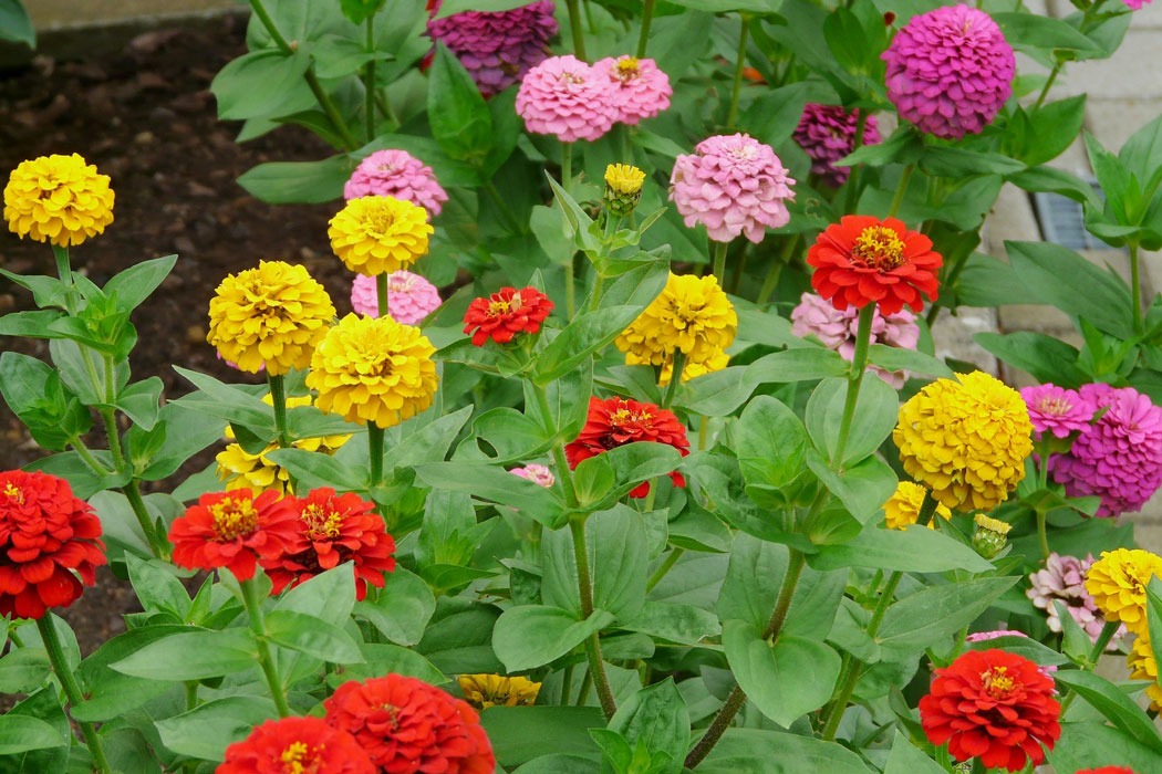 گل آهاری به انگلیسی Zinnias