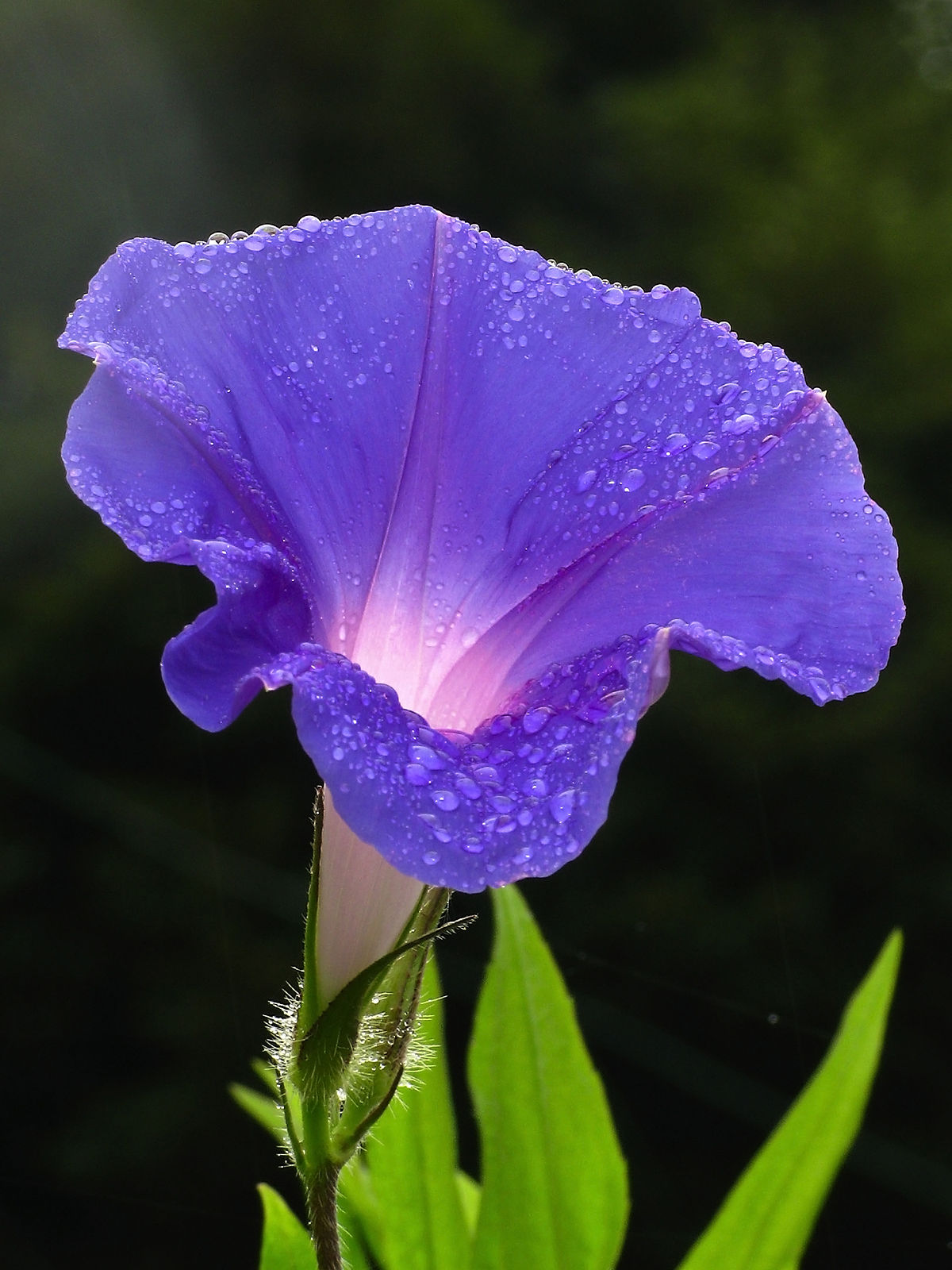 گل نیوفر آبی | روش کاشت گل نیلوفر