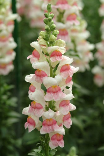گل میمون