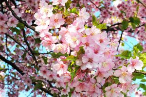 گل های چهار فصل