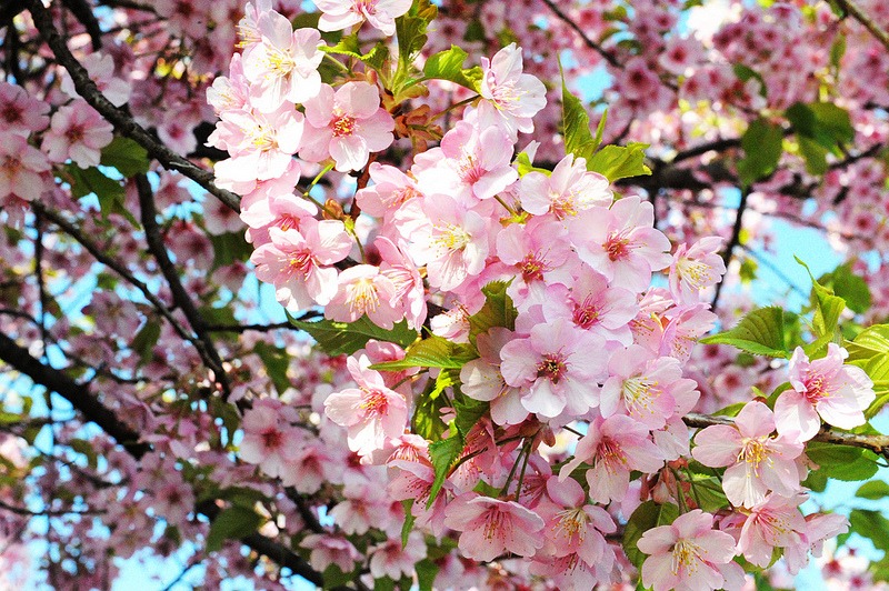 گل های چهار فصل