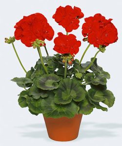  روش پرورش و نگهداری گل شمعدانی در گلدان