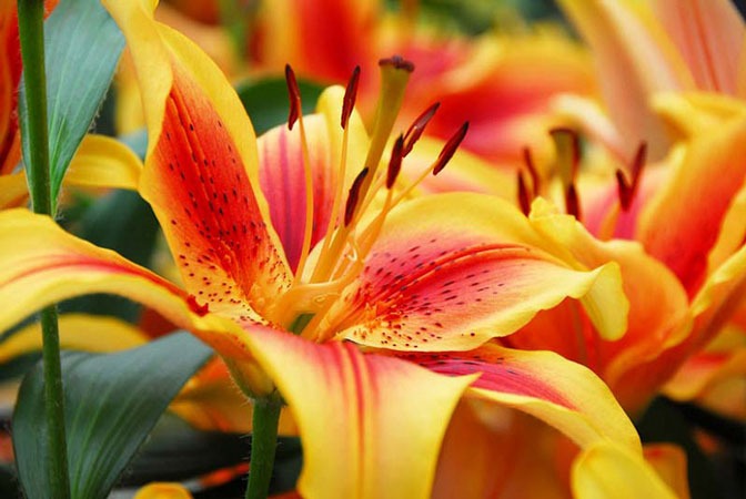 Asiatic hybrids
