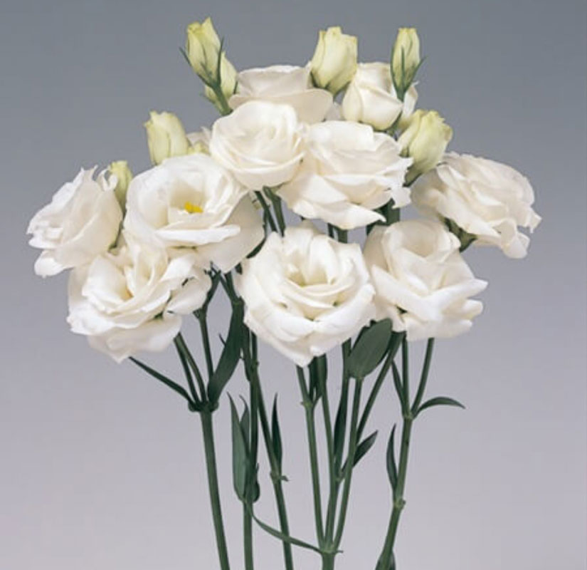 گل لیسیانتوس