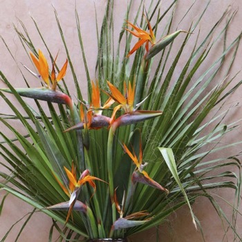 گل استرزیا | گل پرنده بهشتی