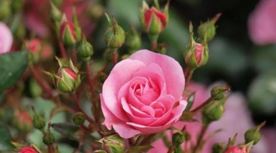 پرورش و نگه­داری از گل رز Grandiflora