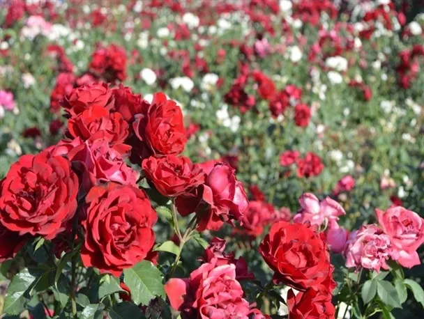 پرورش و نگه­داری از گل رز Grandiflora