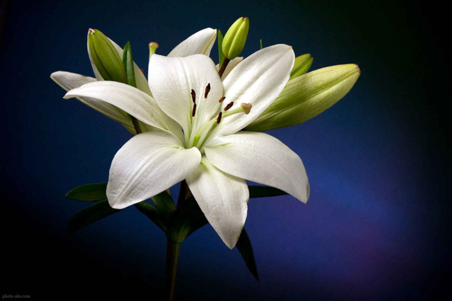candidum hybrids