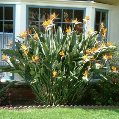 گل پرنده بهشتی