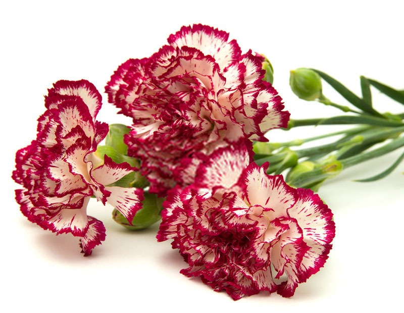 گل میخک و گل حاشیه ای