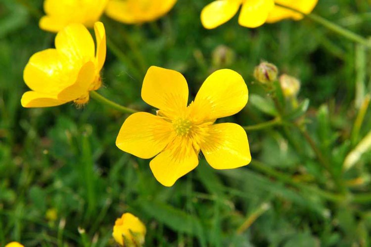 آلاله باترکاپ ساده