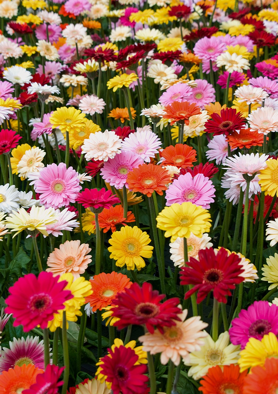 گل ژربرا و نکاتی در مورد کاشت و نگهداری و پرورش ژربرا | خرید گل آنلاین گندم VIP