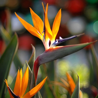 گل استرزیا | گل پرنده بهشتی