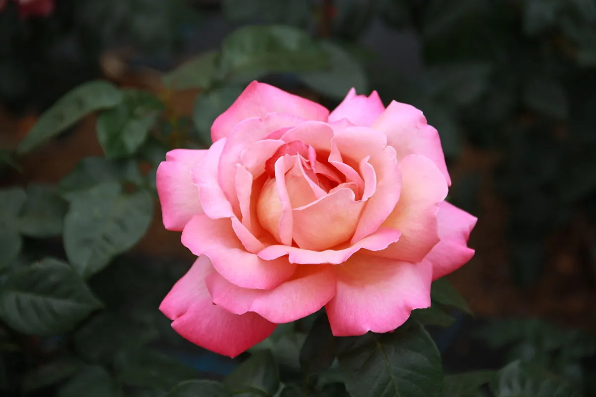 گل رز (آهنگ زمین) Rosa Earth Song