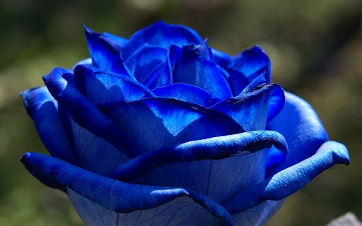 گل راپسودی در رز آبی