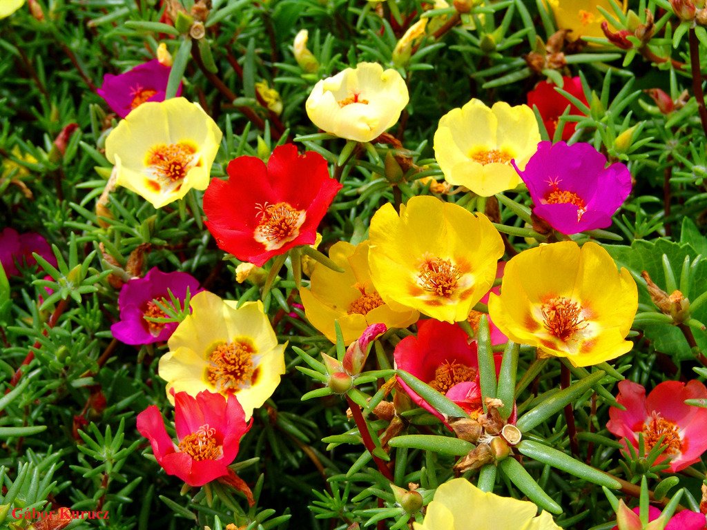 گل Portulaca grandiflora