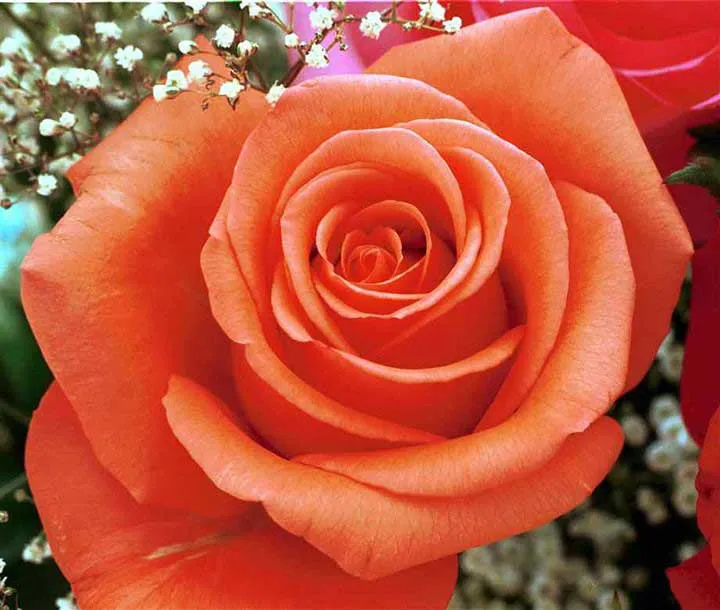 گل رز نارنجی