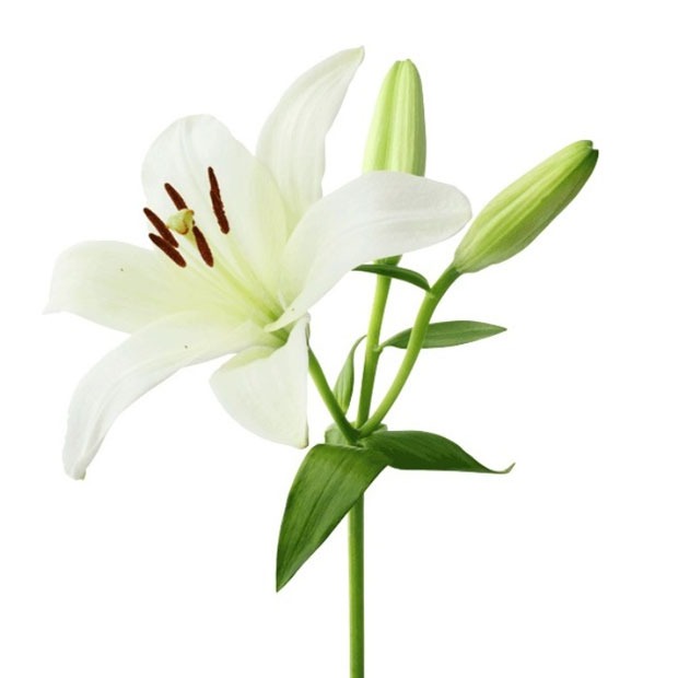 گل لیلیوم