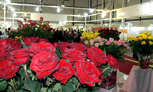 گل رز هلندی