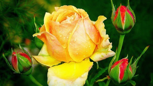گل رز مدال طلا
