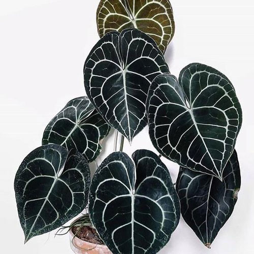 گل آنتوریوم Anthurium Clarinervium  