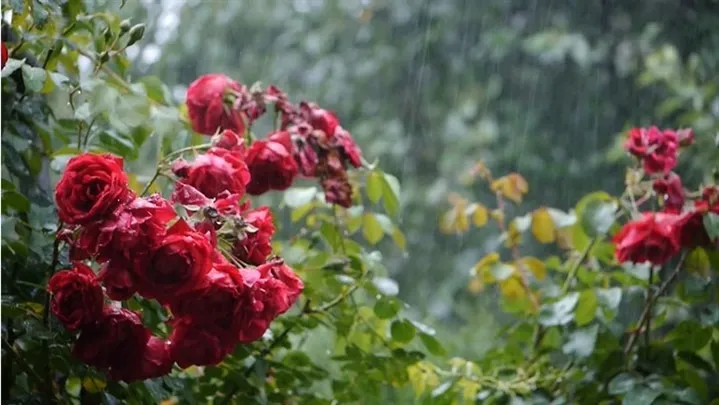 گل رز Earth Song